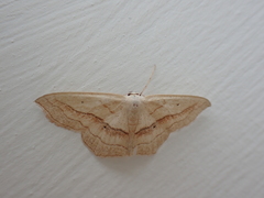 Scopula imitaria
