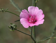 Althaea cannabina