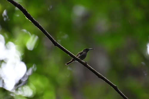 Olive Sunbird (Cyanomitra olivacea), photo 8