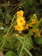 Hermannia multiflora