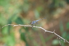 Potamarcha congener