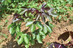 Jatropha gossypiifolia