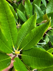 Rhododendron pseudochrysanthum