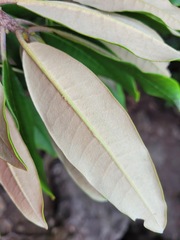 Rhododendron pseudochrysanthum