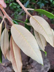 Rhododendron pseudochrysanthum