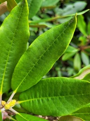 Rhododendron pseudochrysanthum