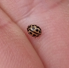 Tytthaspis sedecimpunctata