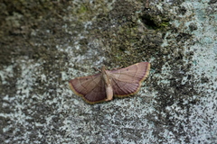 Hypsopygia pelasgalis