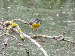 Motacilla cinerea