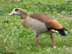 Alopochen aegyptiaca