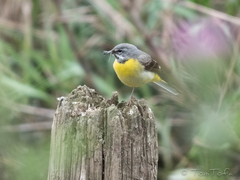 Motacilla cinerea