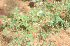 Parthenium hysterophorus