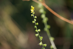 Agrimonia