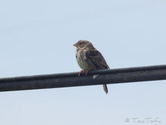 Emberiza calandra