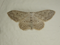 Idaea seriata