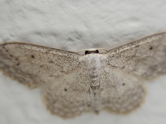 Idaea seriata