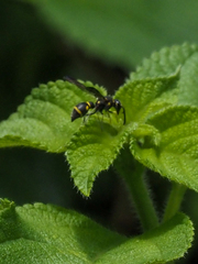 Apodynerus formosensis