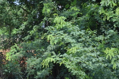 Prosopis juliflora