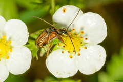 Alosterna tabacicolor