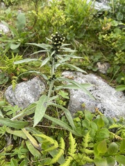 Omalotheca norvegica