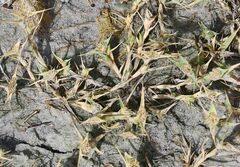 Sporobolus aculeatus