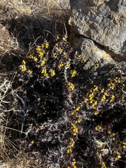 Euphorbia aeruginosa