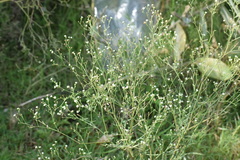 Parthenium hysterophorus