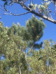 Pinus