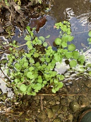 Nasturtium officinale