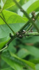 Brachyplatys subaeneus