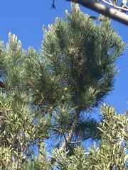 Pinus