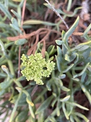 Crithmum maritimum