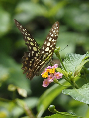 Graphium agamemnon