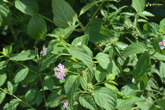 Lantana camara