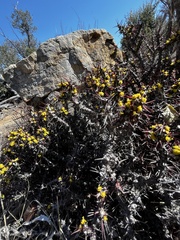 Euphorbia aeruginosa