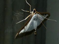 Cydalima perspectalis