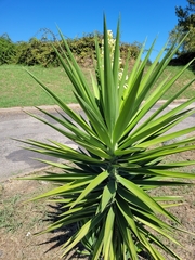 Yucca