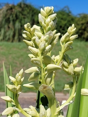 Yucca