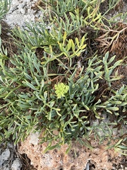 Crithmum maritimum