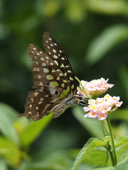 Graphium agamemnon