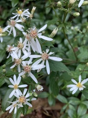 Eurybia divaricata