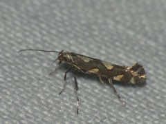 Calybites phasianipennella