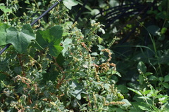 Amaranthus spinosus