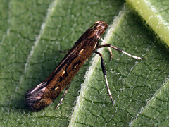 Calybites phasianipennella