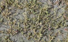 Sporobolus aculeatus