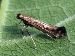 Calybites phasianipennella