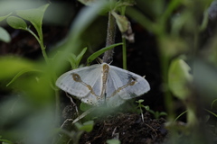 Macrocilix mysticata