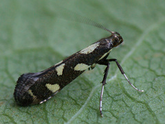 Calybites phasianipennella