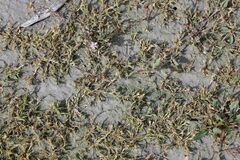 Sporobolus aculeatus