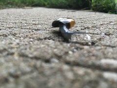 Aegopinella nitidula